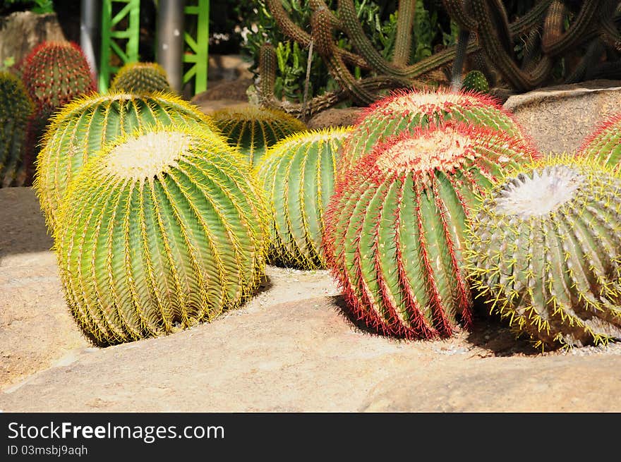 Image of cactus at garden