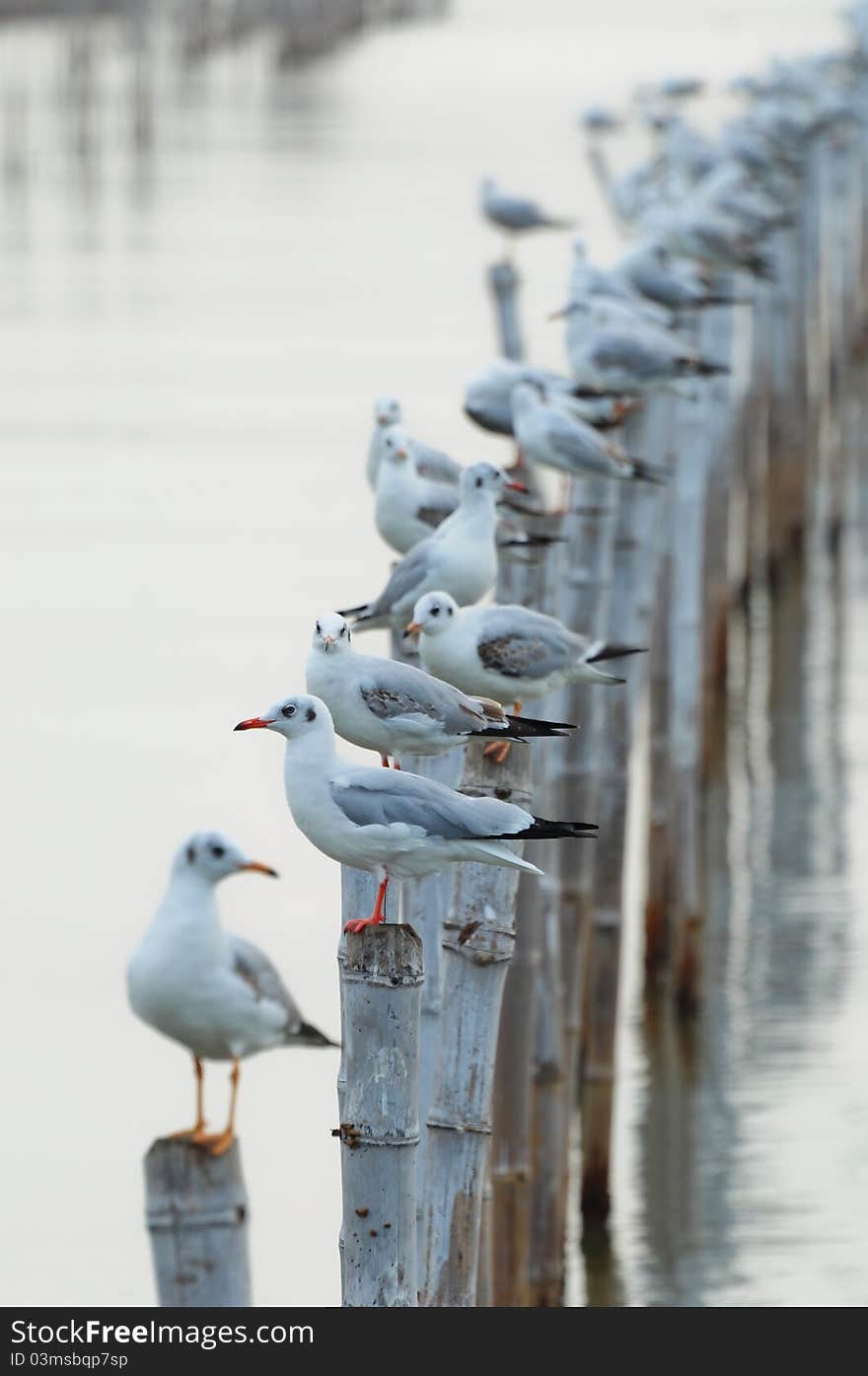 Image of Seagull sit on bamboo, Bangpoo Bangkok THailand