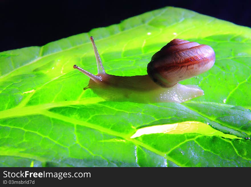 A Snail on a green leafage.