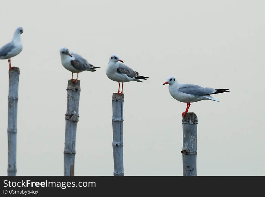 Image of Seagull sit on bamboo at Bangpoo Bangkok, Thailand