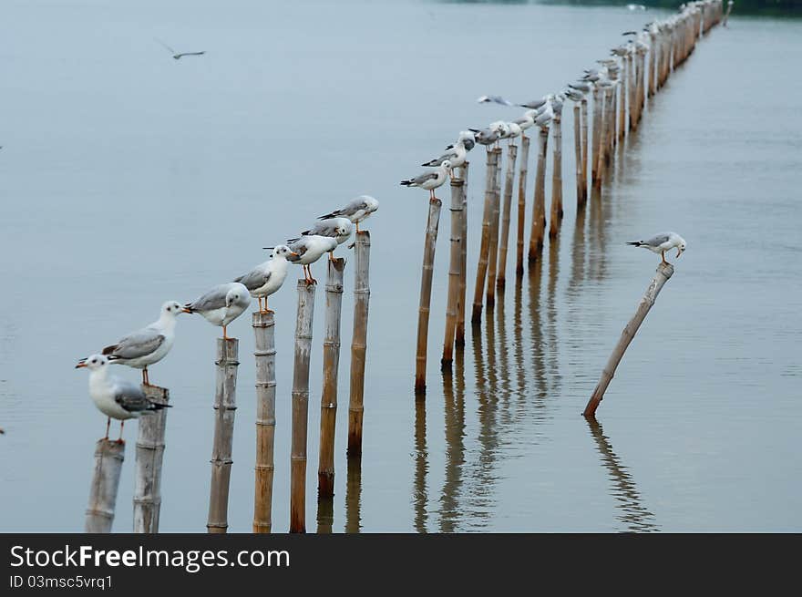 Image of Seagull sit on bamboo