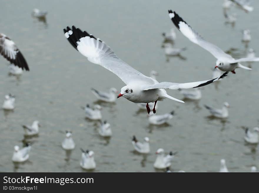 Flying Seagull