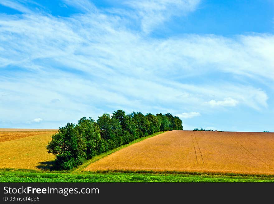 Landscape with row of trees