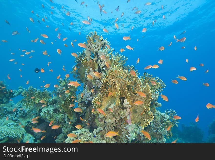 Beautiful coral reef scene