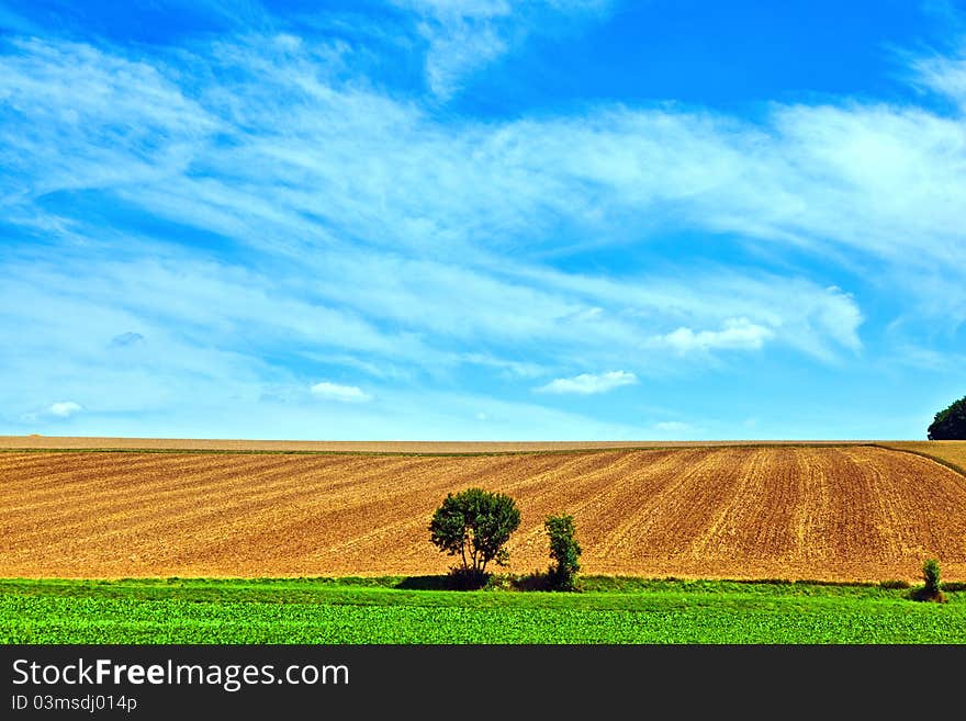 Landscape with row of trees