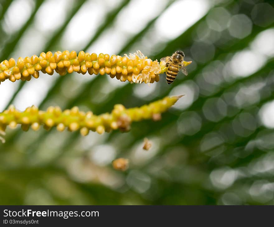 Bee instinctively seeking out to feed on the freshly flowered blooms at the tip of one of the many many densely packed inflorescence stalks of a palm tree. Bee instinctively seeking out to feed on the freshly flowered blooms at the tip of one of the many many densely packed inflorescence stalks of a palm tree.