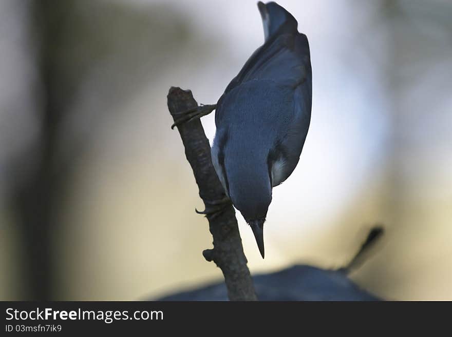 Nuthatch on branch