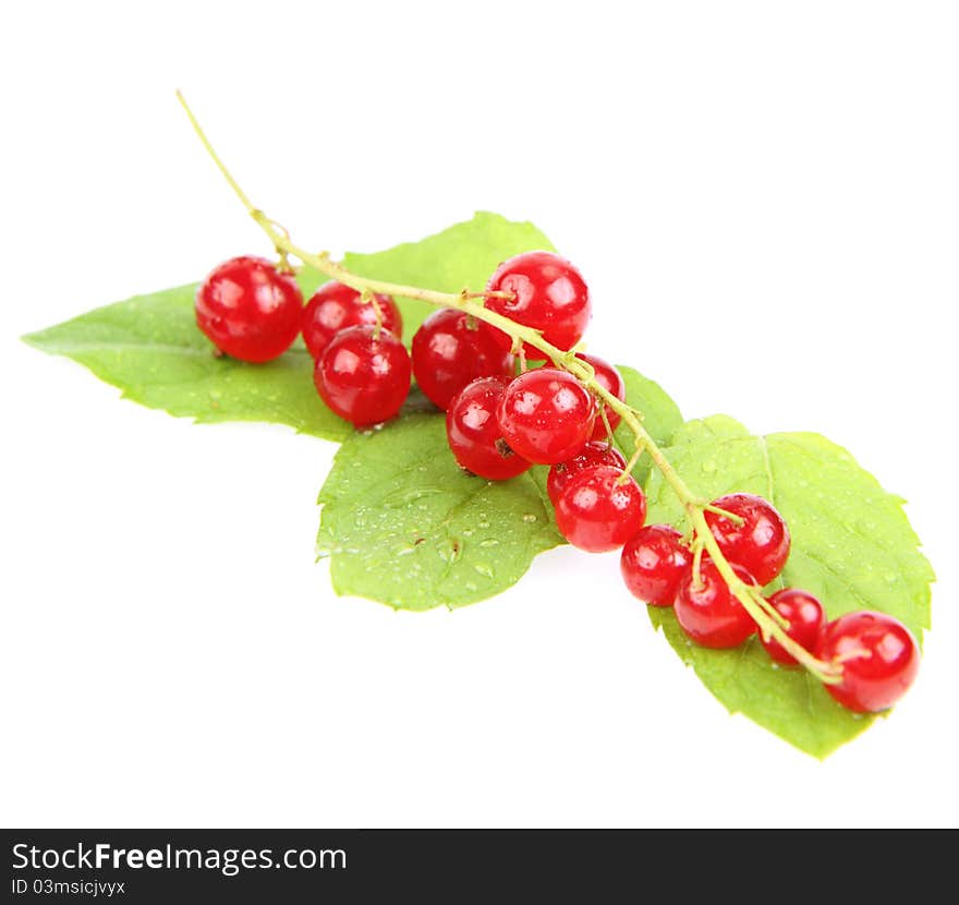 Red Currant fruits on mint leaves on white background