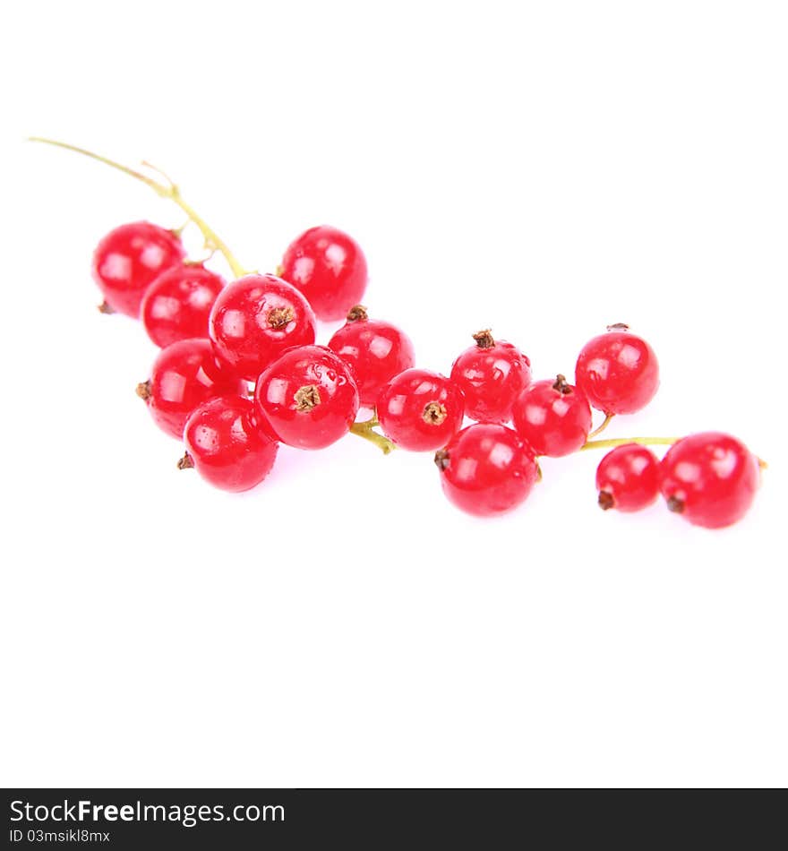 Red Currant on white background