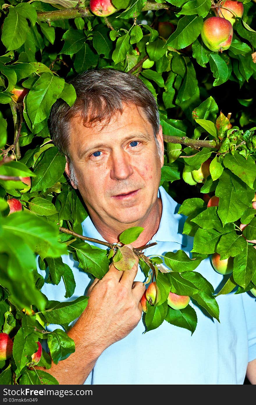 Man in apple tree