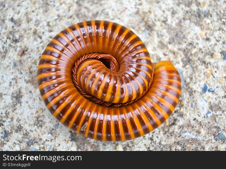 Millipede