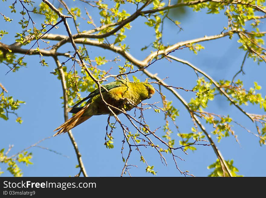 Austral Parakeet