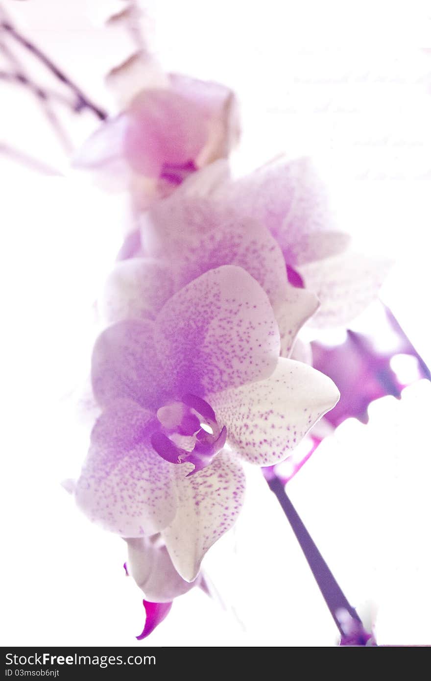 Purple flower, in my garden