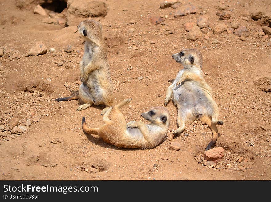 Suricata disturbed from the relaxing. Suricata disturbed from the relaxing