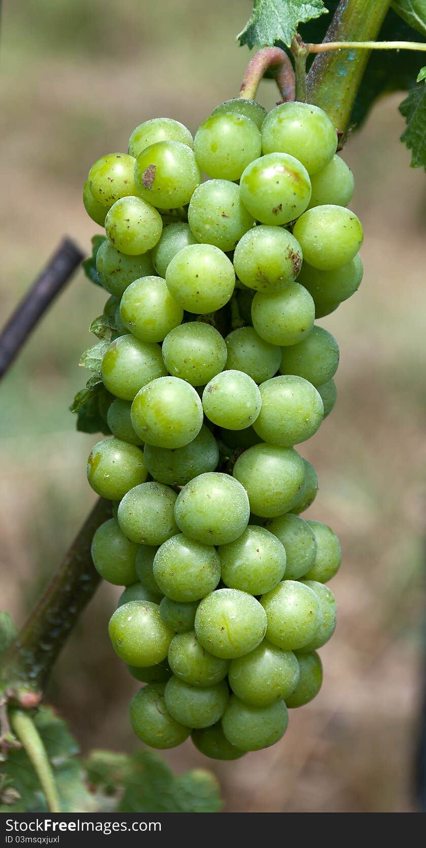 Grapes