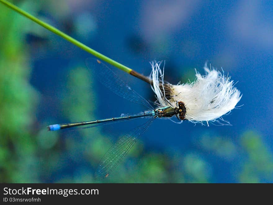 A beautiful dragonfly holding on to a straw.