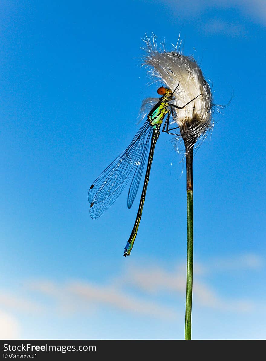 A beautiful dragonfly holding on to a straw.