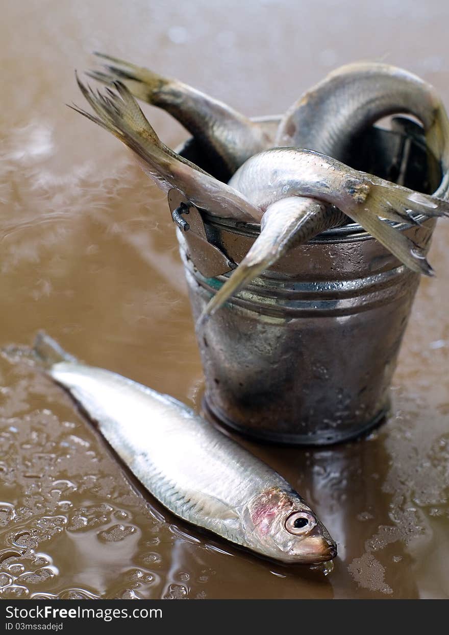 Fresh fish in bucket. Selective focus