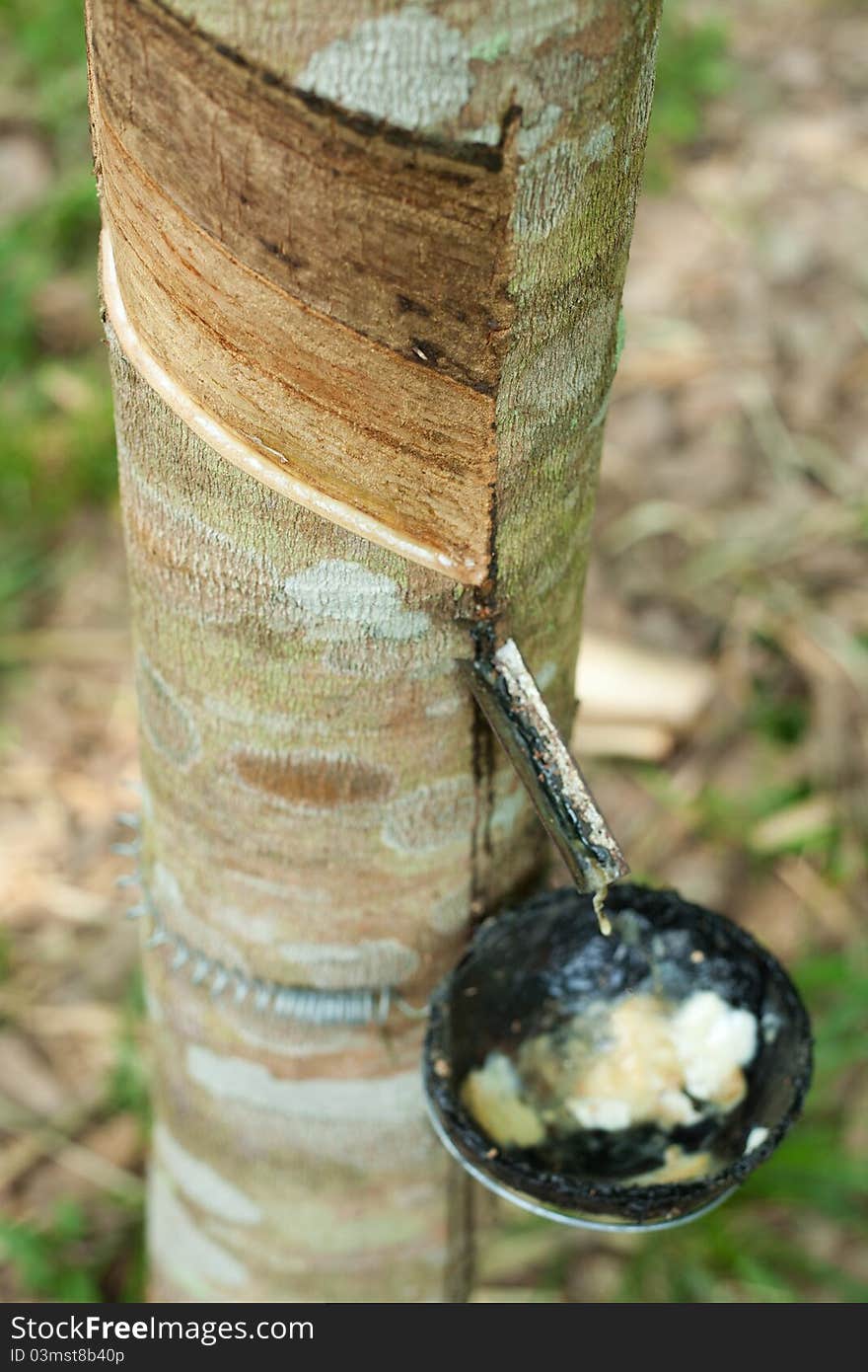 View of rubber tree in Thailand