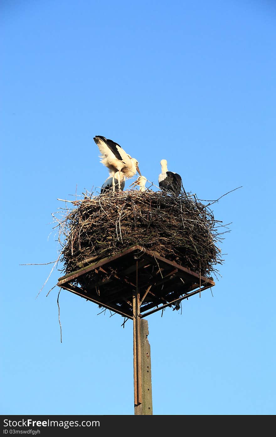 White storks in the nest. White storks in the nest.