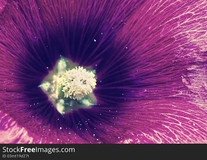 Beautiful summer garden flower bud closeup