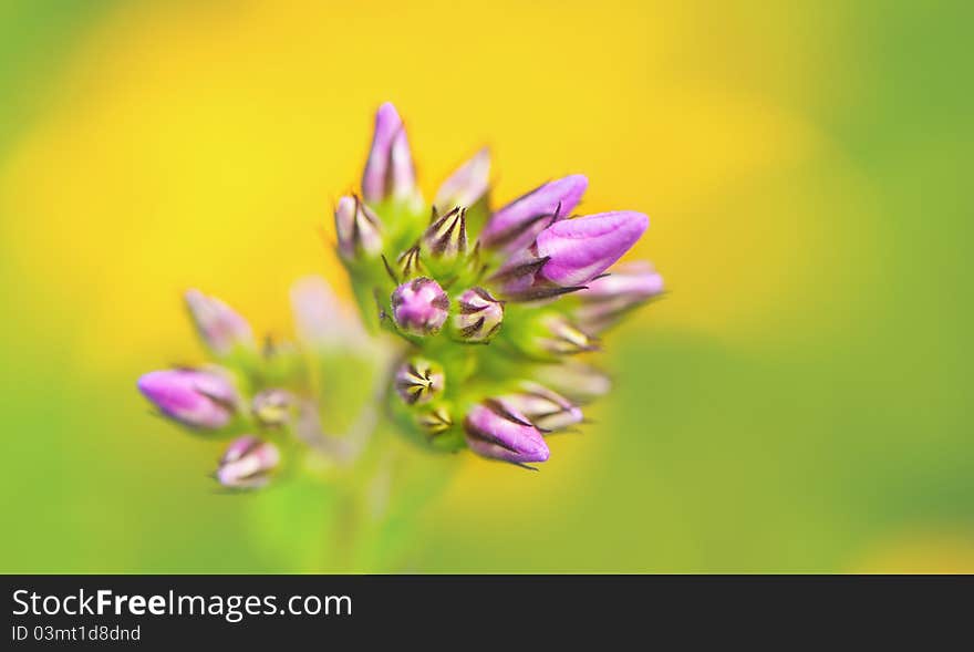 Summer flowers