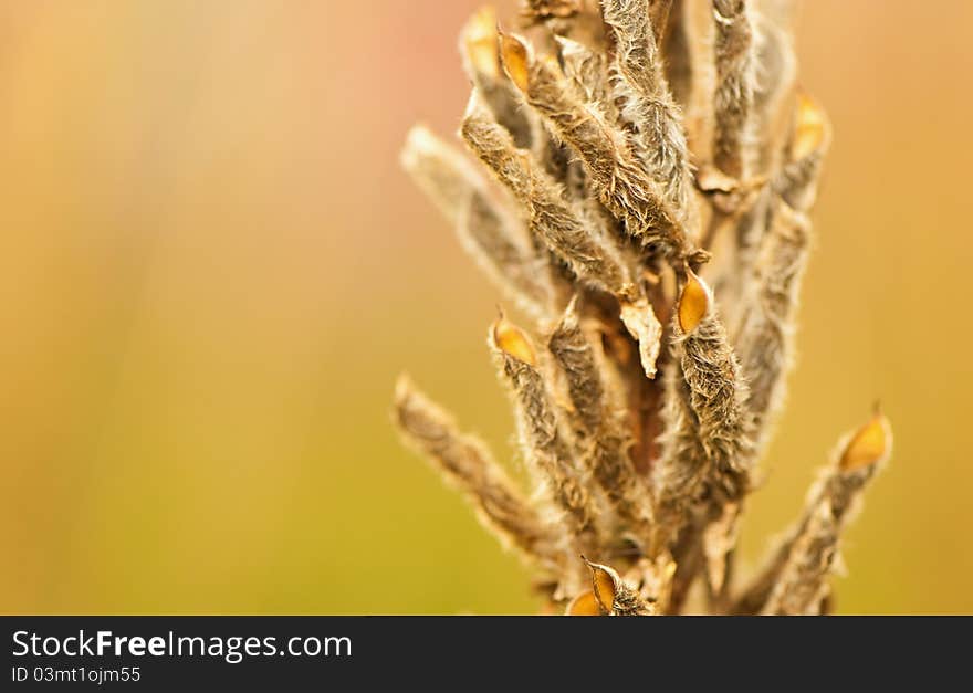 Beautiful summer season meadow plant. Beautiful summer season meadow plant