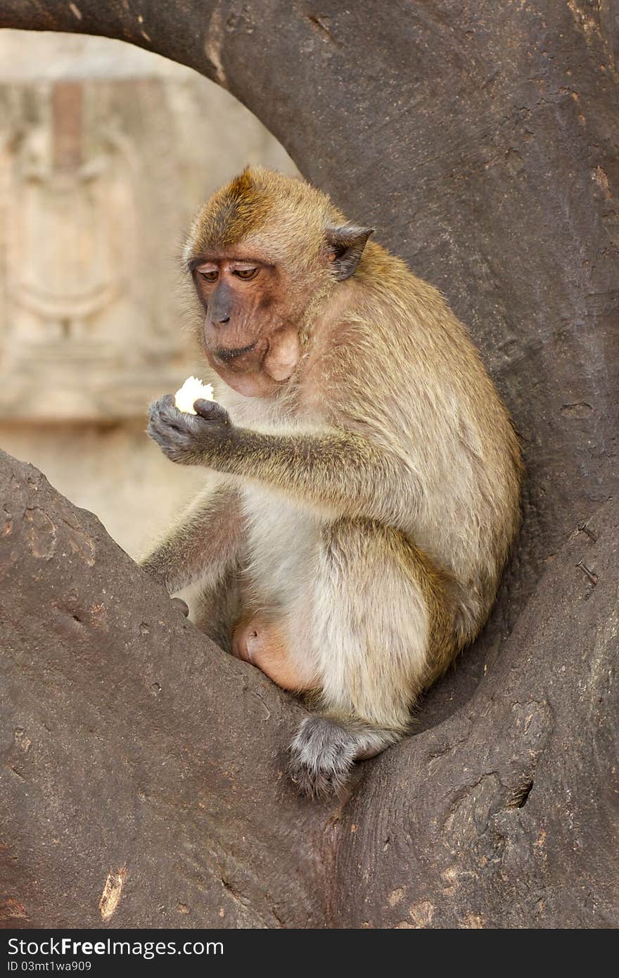 An old monkey feeding itself on tree