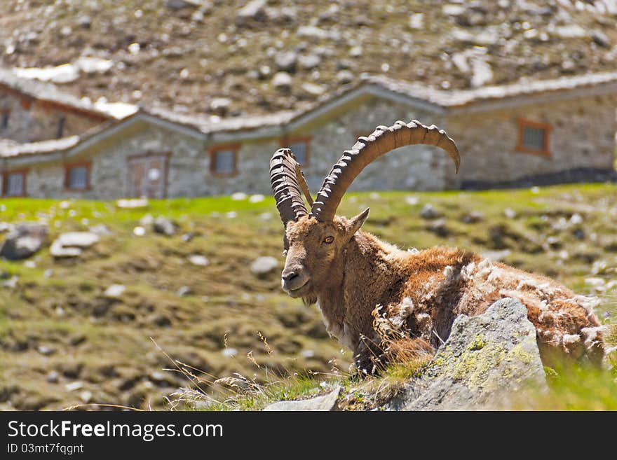 Rests a chamois in the mountains. Rests a chamois in the mountains