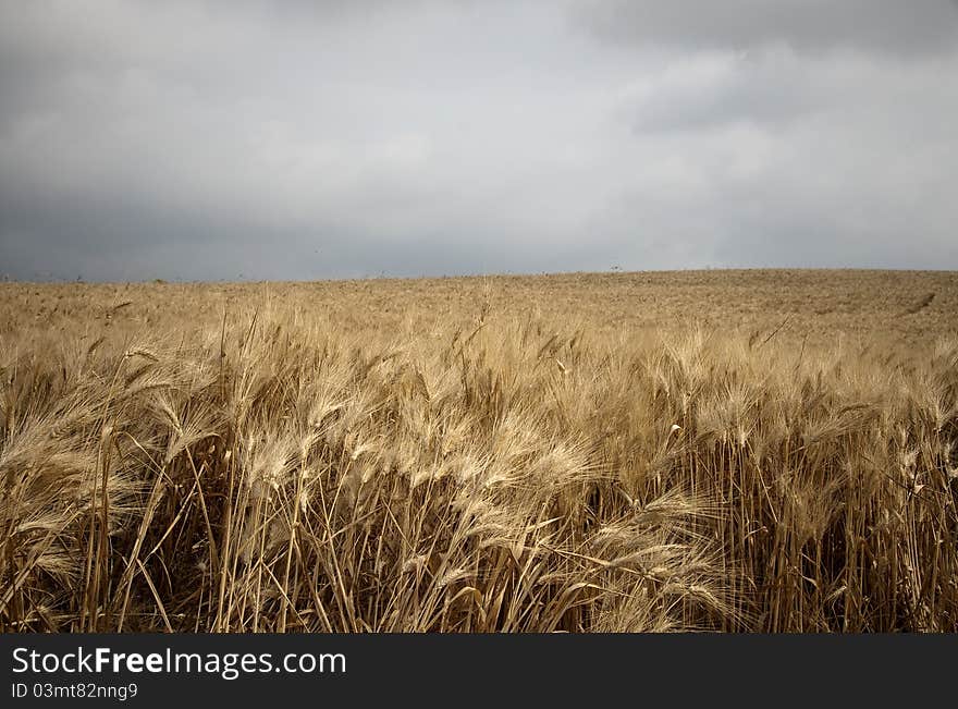 Field of corn