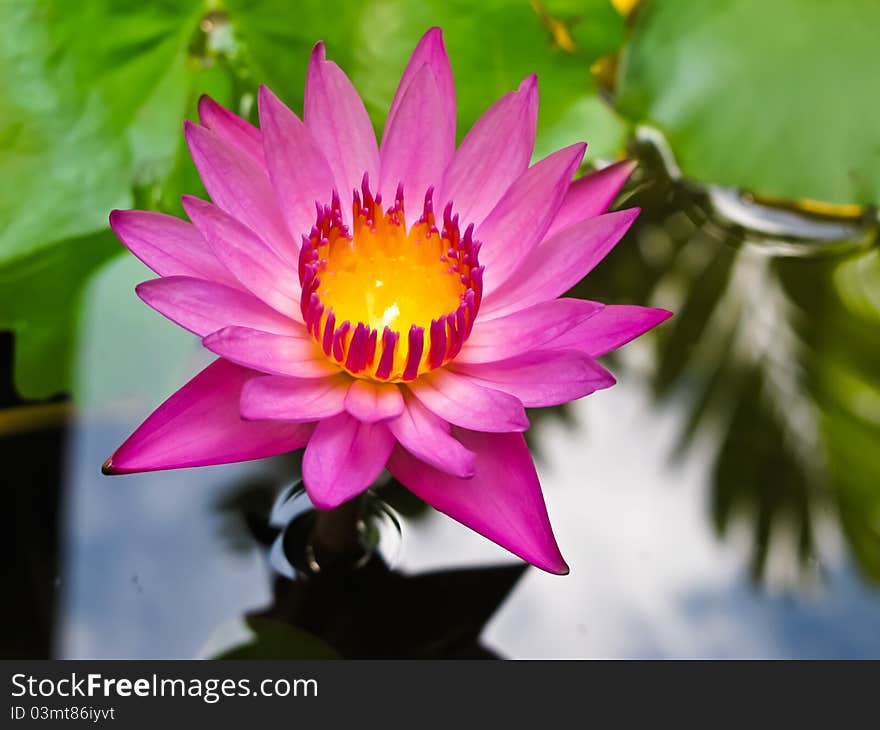 Pink Lotus at lotus pond