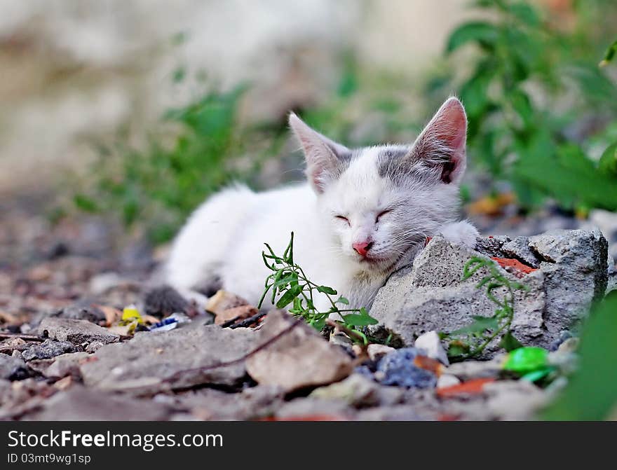 Little Kitten  On The Grass Close Up