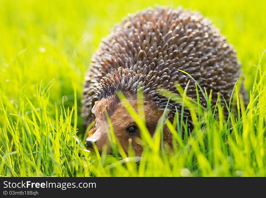 West European Hedgehog (Erinaceus europaeus)