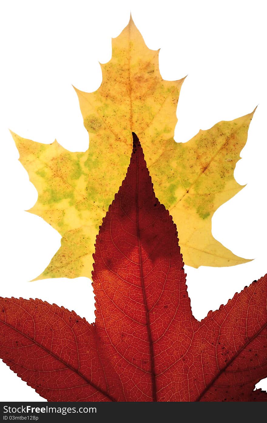 Close-up of maple autumn leaf on white