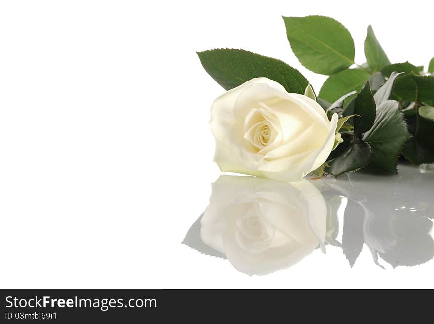 Close up white rose on white background