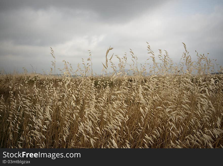 Field of corn