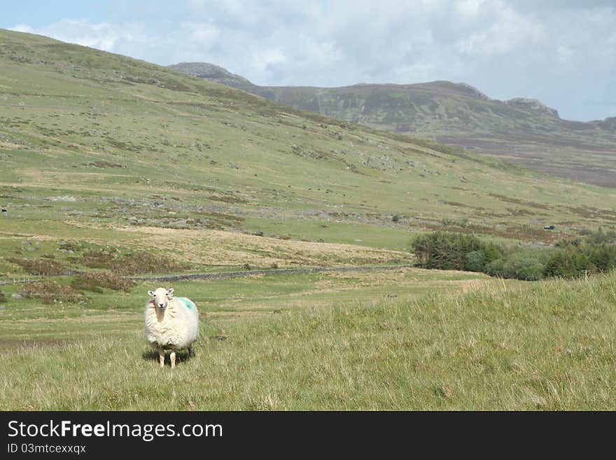 Sheep on hillside.