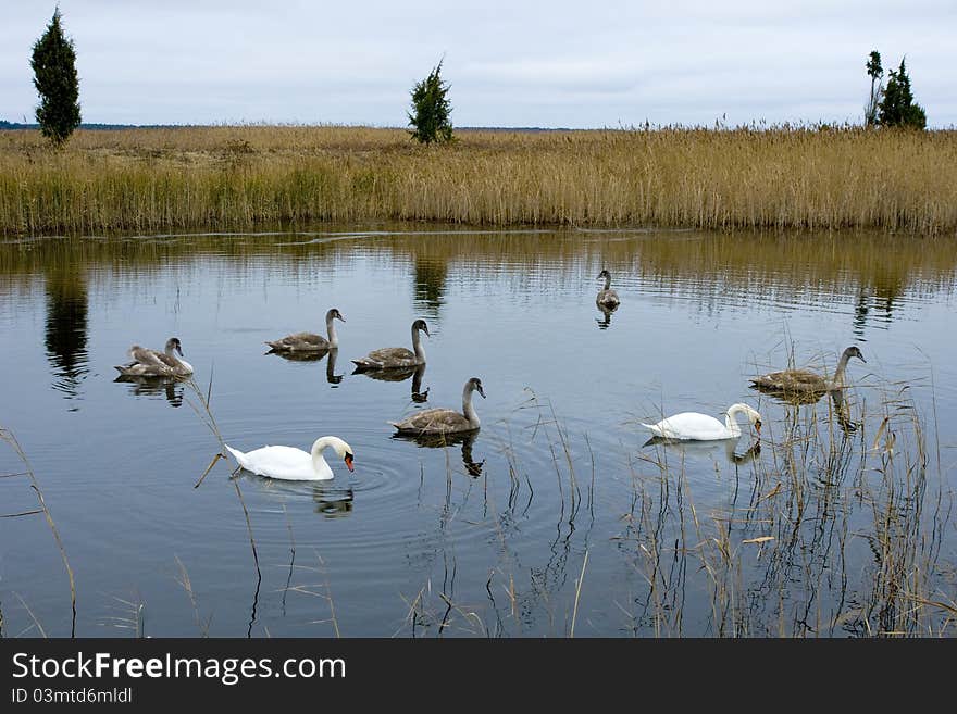 Swans in the lake Kanieris. Kemeri National park.Latvia.