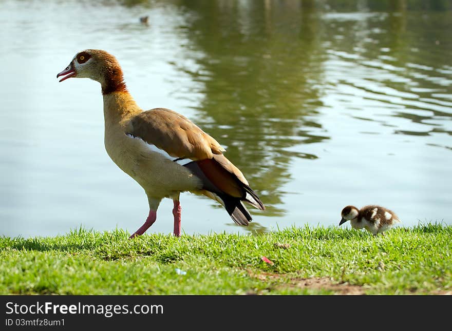 Mumma duck and duckling in the park. Mumma duck and duckling in the park