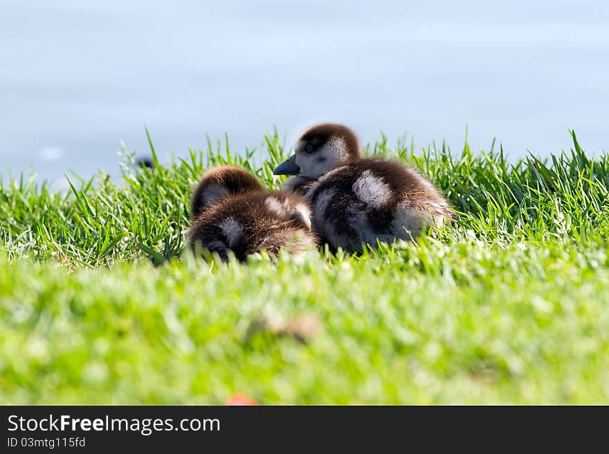 Two duckling on a grass background. Two duckling on a grass background