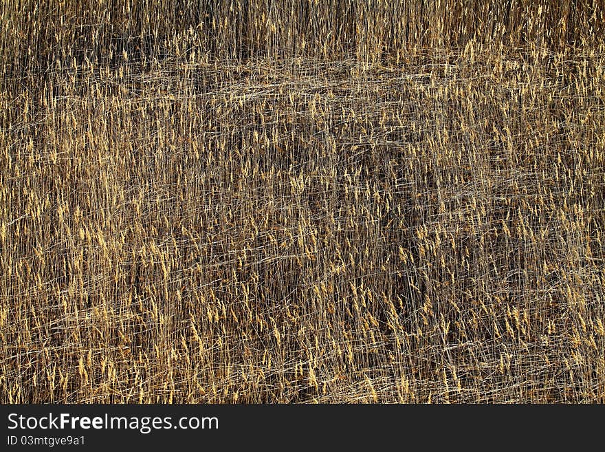 Reed on the lake Kanieris. Latvia. Reed on the lake Kanieris. Latvia