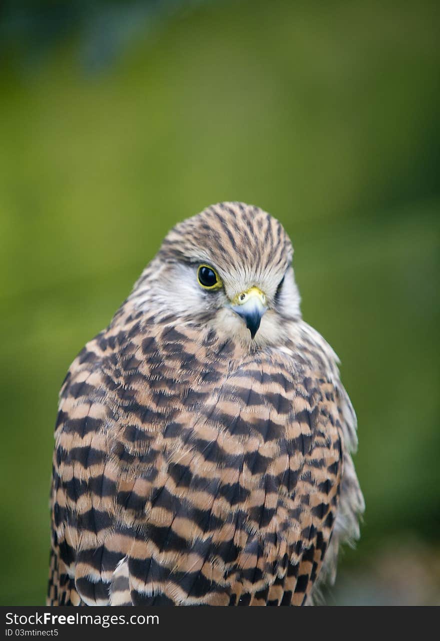 Female Kestrel looking into the camera with a blurred background. Female Kestrel looking into the camera with a blurred background