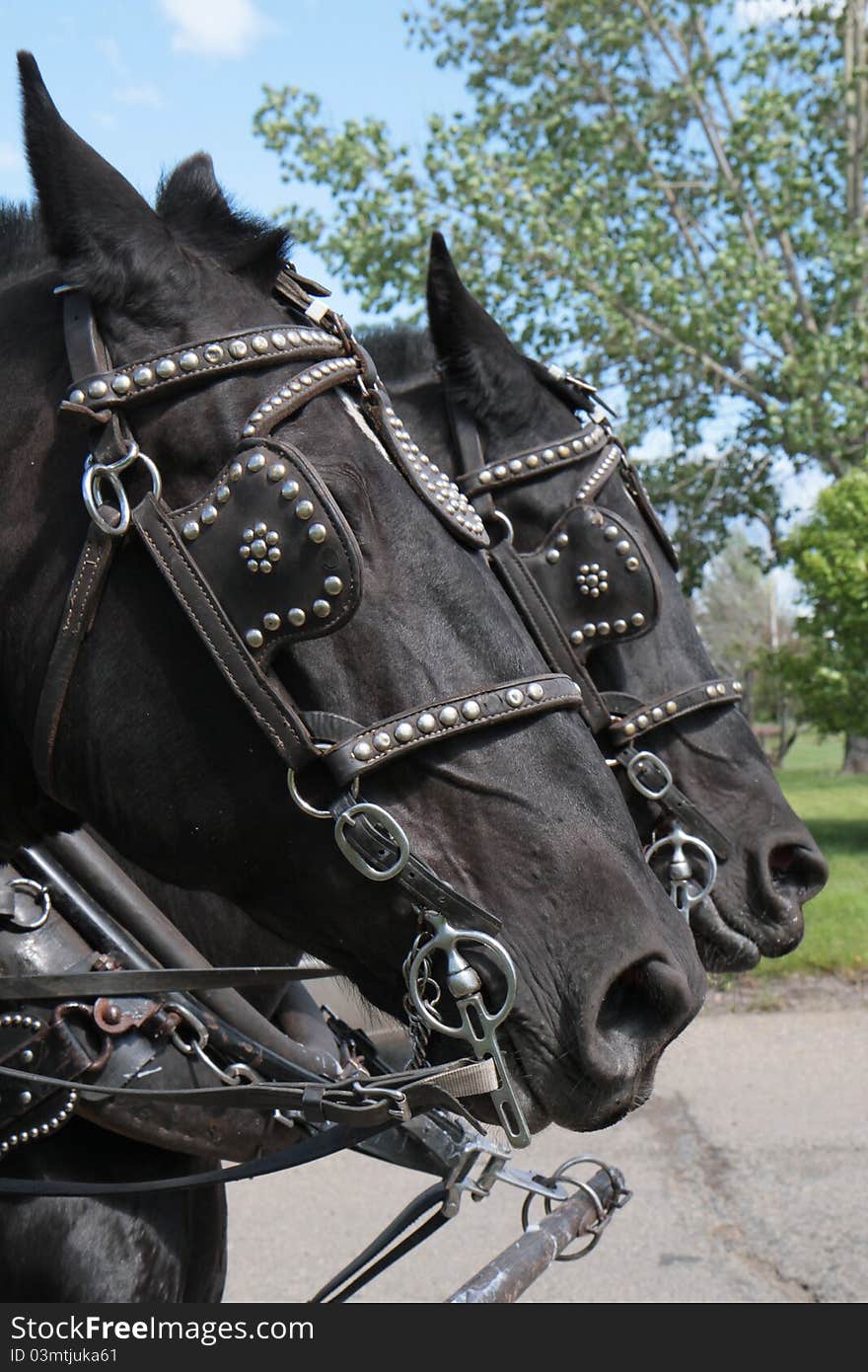 Two black work horses pulling with sky and tree background. Two black work horses pulling with sky and tree background