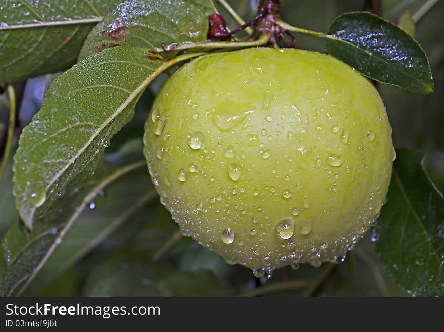 Golden delicious apple hanging on a tree with water droplets after a rainstorm