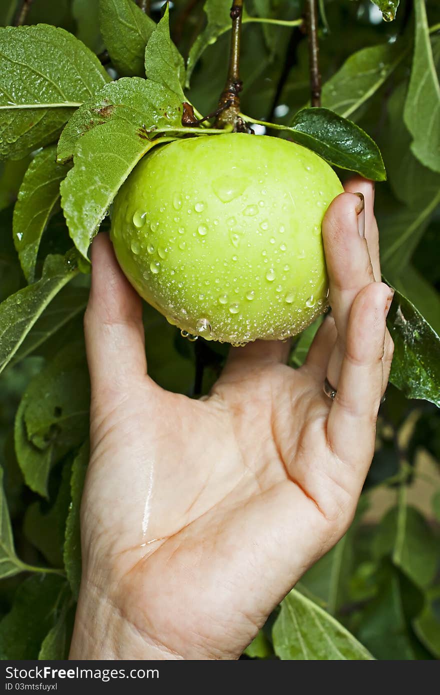 Golden delicious apple being picked from the tree after a rain strom. Golden delicious apple being picked from the tree after a rain strom