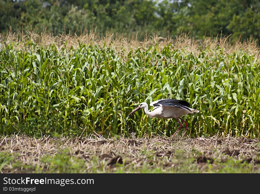 Stork preparing for flight