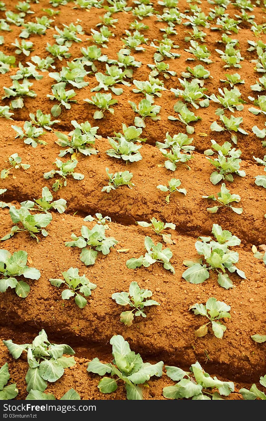 Broccoli Plantation