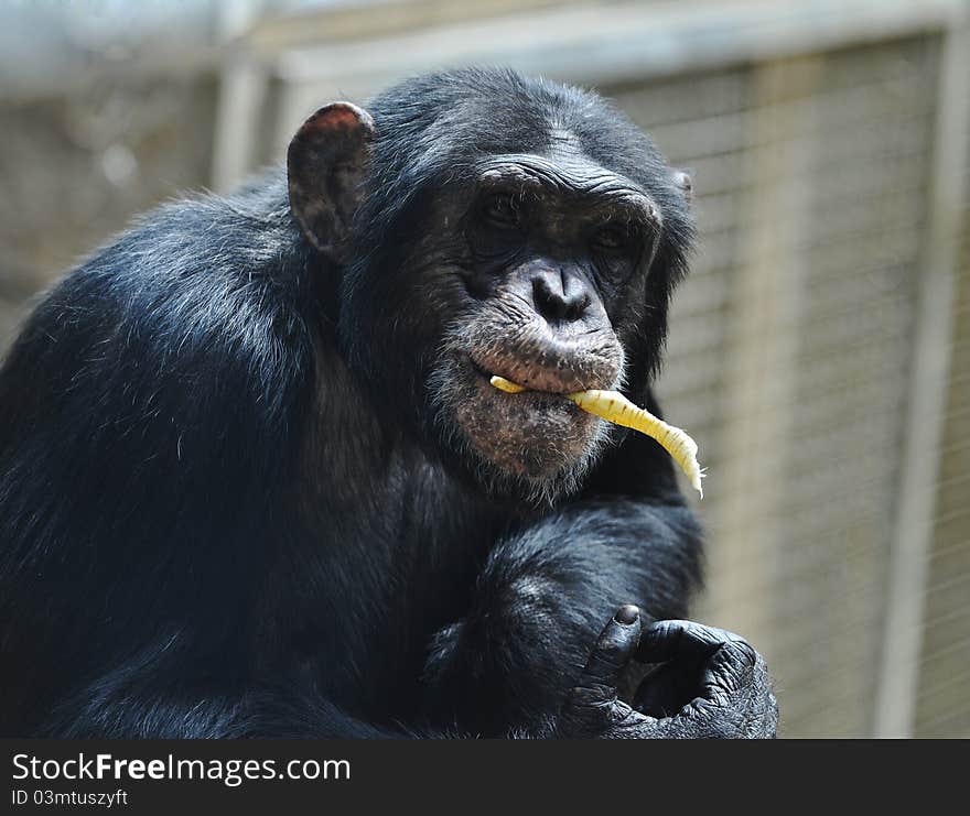 A tired chimp with a food. A tired chimp with a food