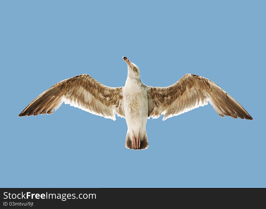 Sea gull in the sky looking eye to eye