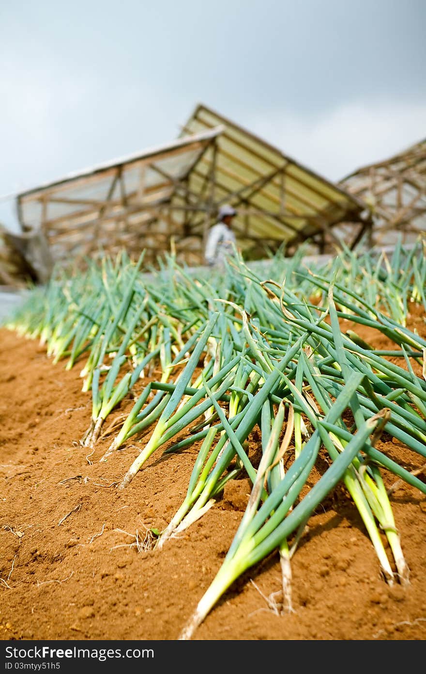 Scallions farm